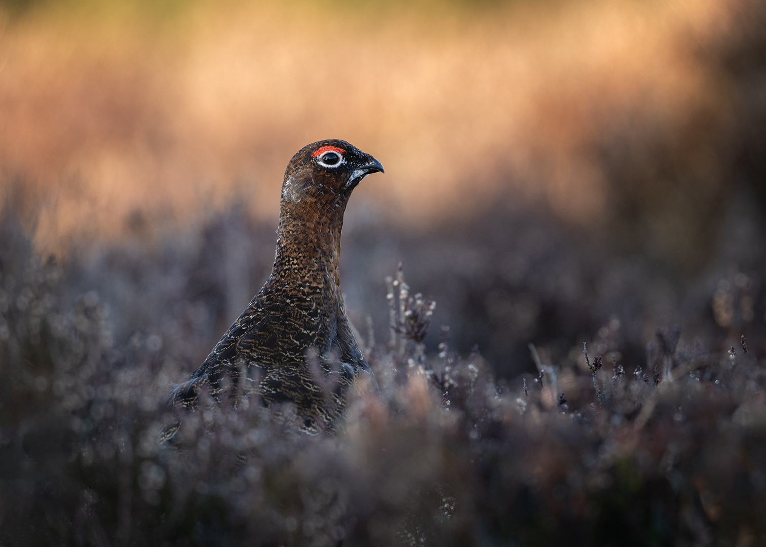 Monica Doshi (England) Male Red Grouse at Sunset